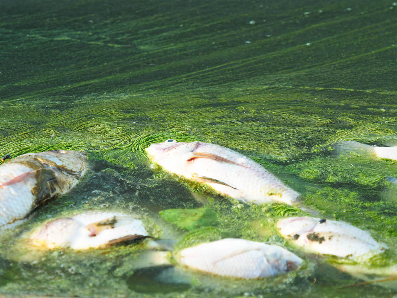 Kodiak Shellfish Harvest Under Threat: Two Harmful Algal Blooms In A Row