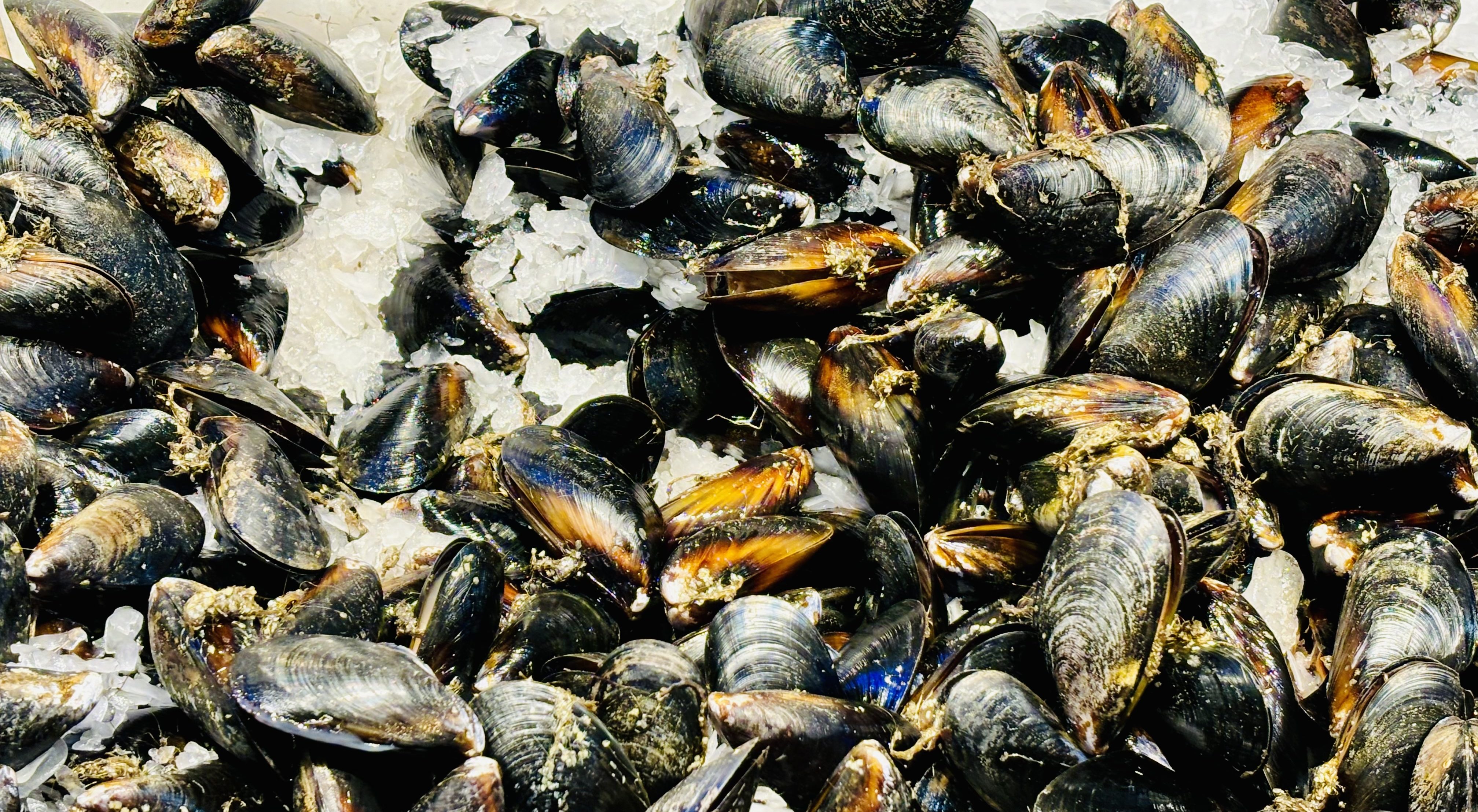 Kodiak Waters: Two Consecutive Harmful Algal Blooms Warn Shellfish Harvesters Kodiak Waters: Two Consecutive Harmful Algal Blooms Warn Shellfish Harvesters