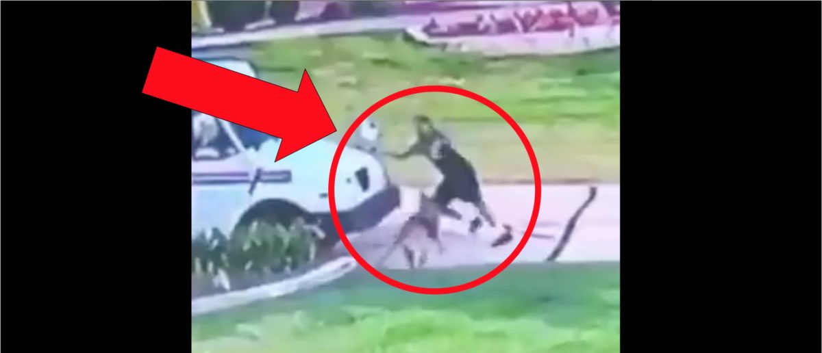 Kyle And Teddi's Explosive Dog Walker Dispute Kyle And Teddi's Explosive Dog Walker Dispute