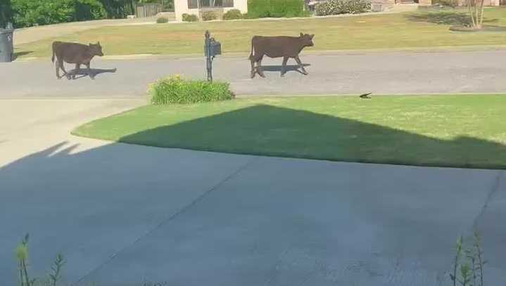 Lancaster County Park: Report Of Two Loose Cows Lancaster County Park: Report Of Two Loose Cows