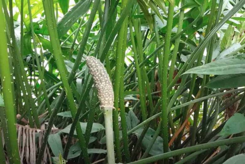 Loại Quả Xưa Nay Thành Đặc Sản 60.000đ/kg: Hương Vị Đặc Biệt Được Dân Thành Phố Yêu Thích Loại Quả Xưa Nay Thành Đặc Sản 60.000đ/kg: Hương Vị Đặc Biệt Được Dân Thành Phố Yêu Thích