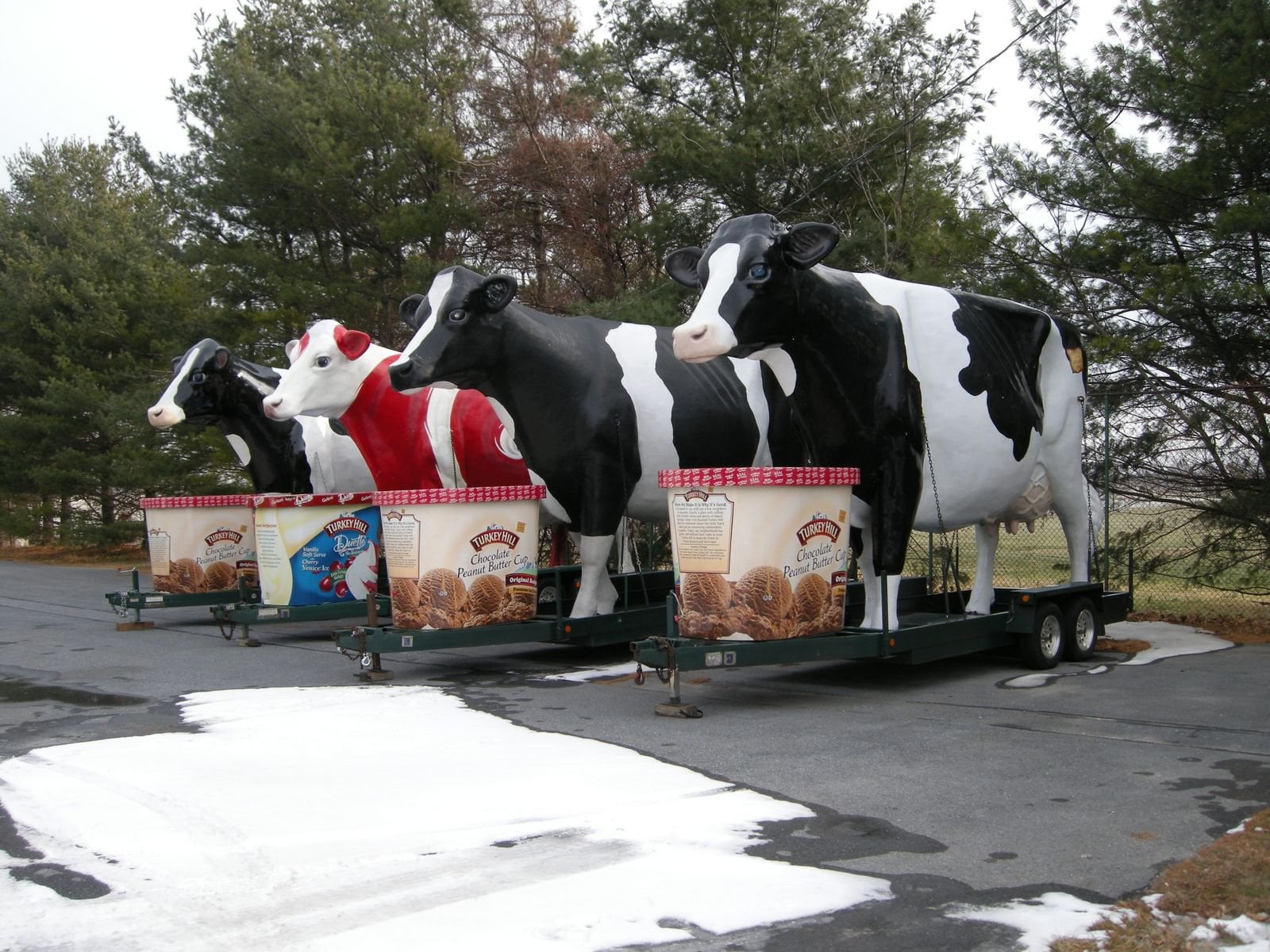 Loose Cows Spotted Near Lancaster County Park Loose Cows Spotted Near Lancaster County Park