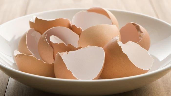 Manfaatkan Cangkang Telur: Pupuk Alami Dan Sumber Kalsium Untuk Pertumbuhan Optimal Manfaatkan Cangkang Telur: Pupuk Alami Dan Sumber Kalsium Untuk Pertumbuhan Optimal