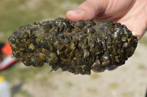 Massive Zebra Mussel Infestation Discovered On Casper Boat Lift Massive Zebra Mussel Infestation Discovered On Casper Boat Lift