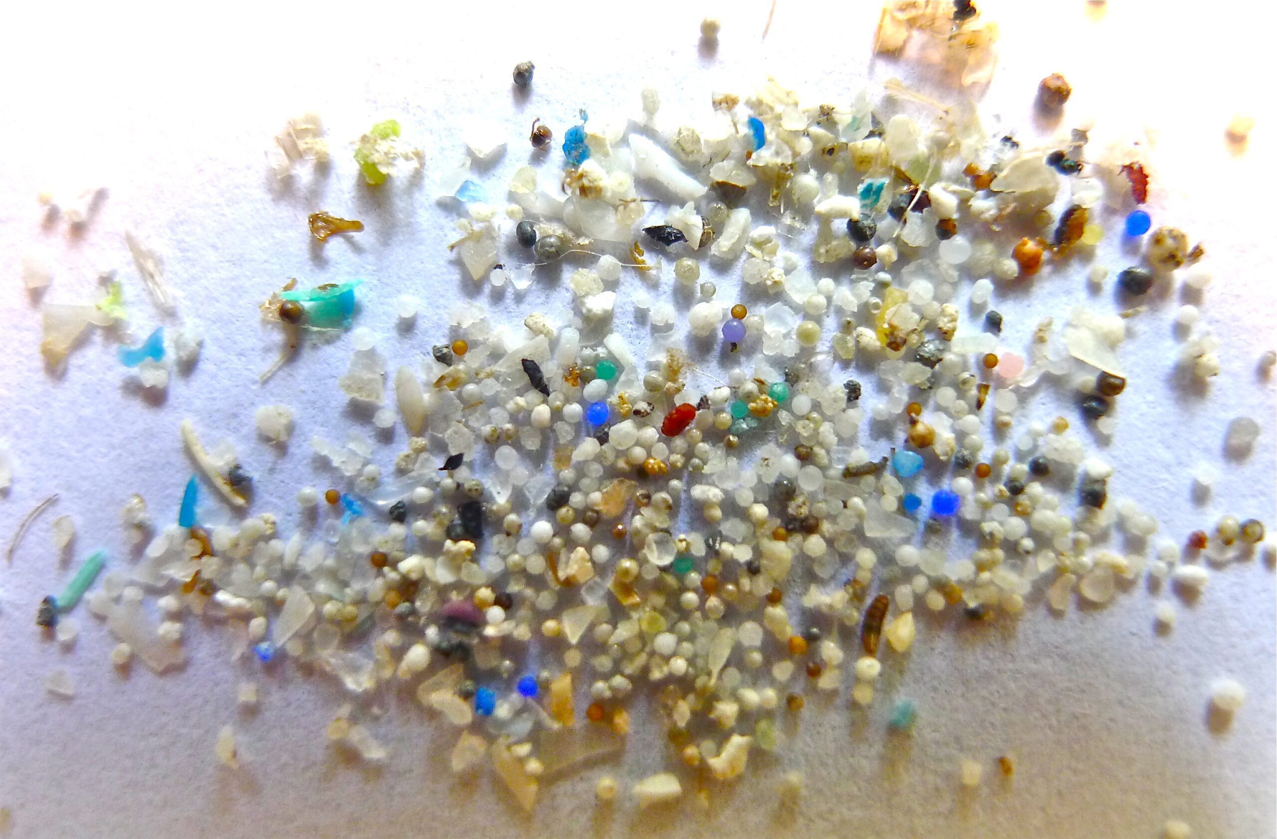 Microplastiche: In Quali Acque È Maggiore La Contaminazione? Microplastiche: In Quali Acque È Maggiore La Contaminazione?