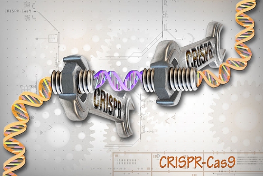 More Accurate Gene Editing: The Promise Of Enhanced CRISPR Technology More Accurate Gene Editing: The Promise Of Enhanced CRISPR Technology
