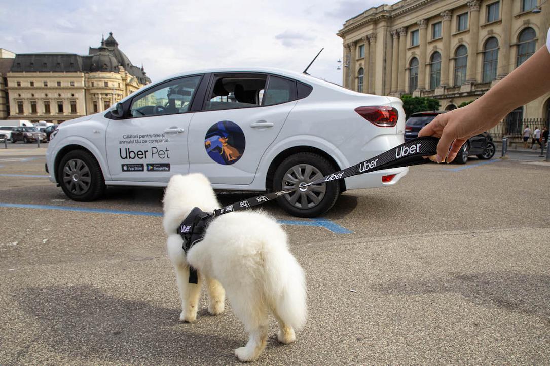 Mumbai's Uber Pet Policy: How To Book Rides With Your Animals Mumbai's Uber Pet Policy: How To Book Rides With Your Animals