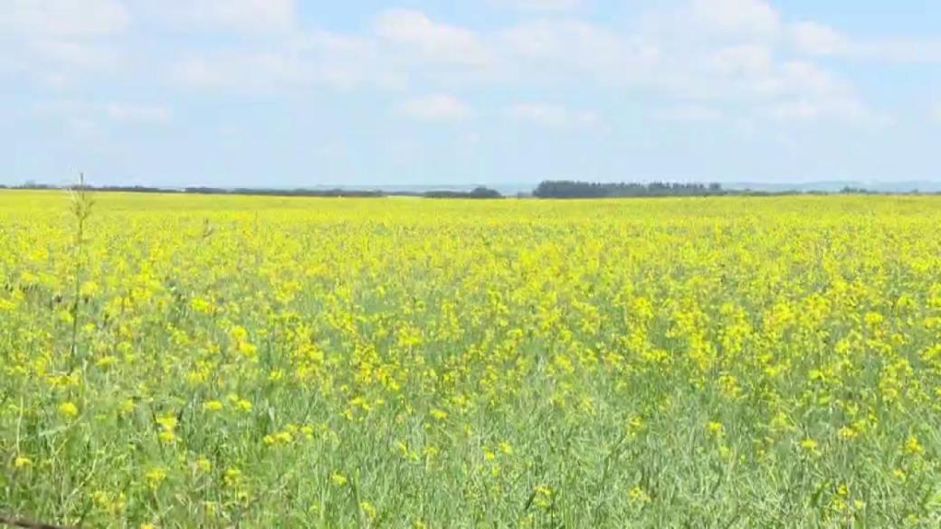 New Canola Suppliers Emerge As China-Canada Relations Strain New Canola Suppliers Emerge As China-Canada Relations Strain