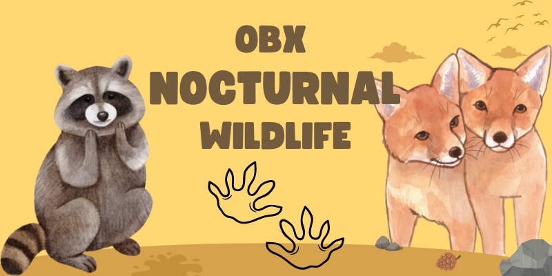 Night Hunter: Ethical Considerations For Nocturnal Wildlife Viewing Night Hunter: Ethical Considerations For Nocturnal Wildlife Viewing
