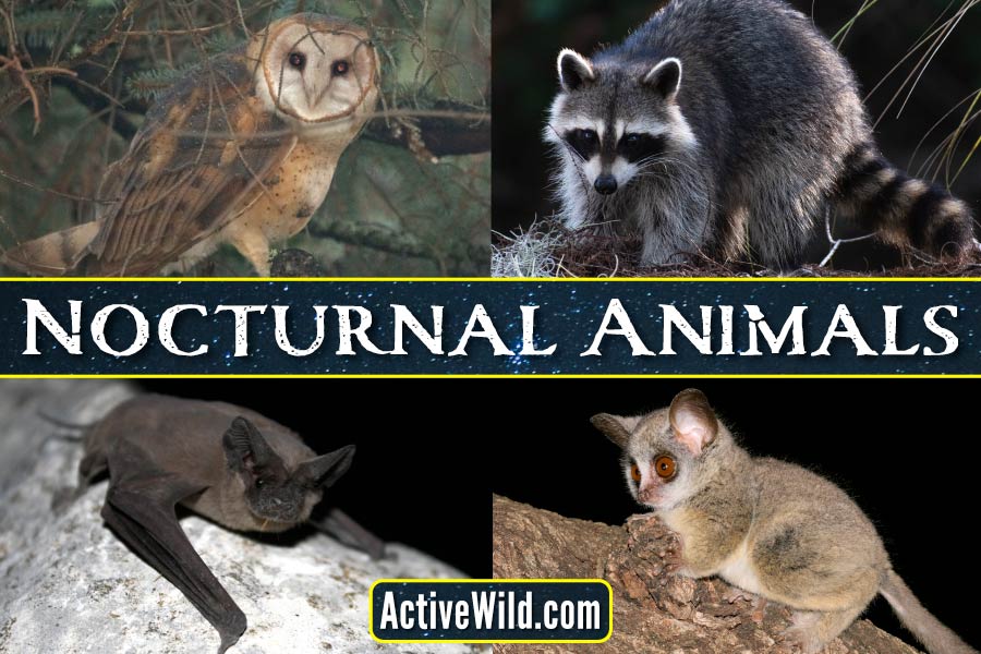 Night Hunter: Tracking And Identifying Nocturnal Animals Night Hunter: Tracking And Identifying Nocturnal Animals