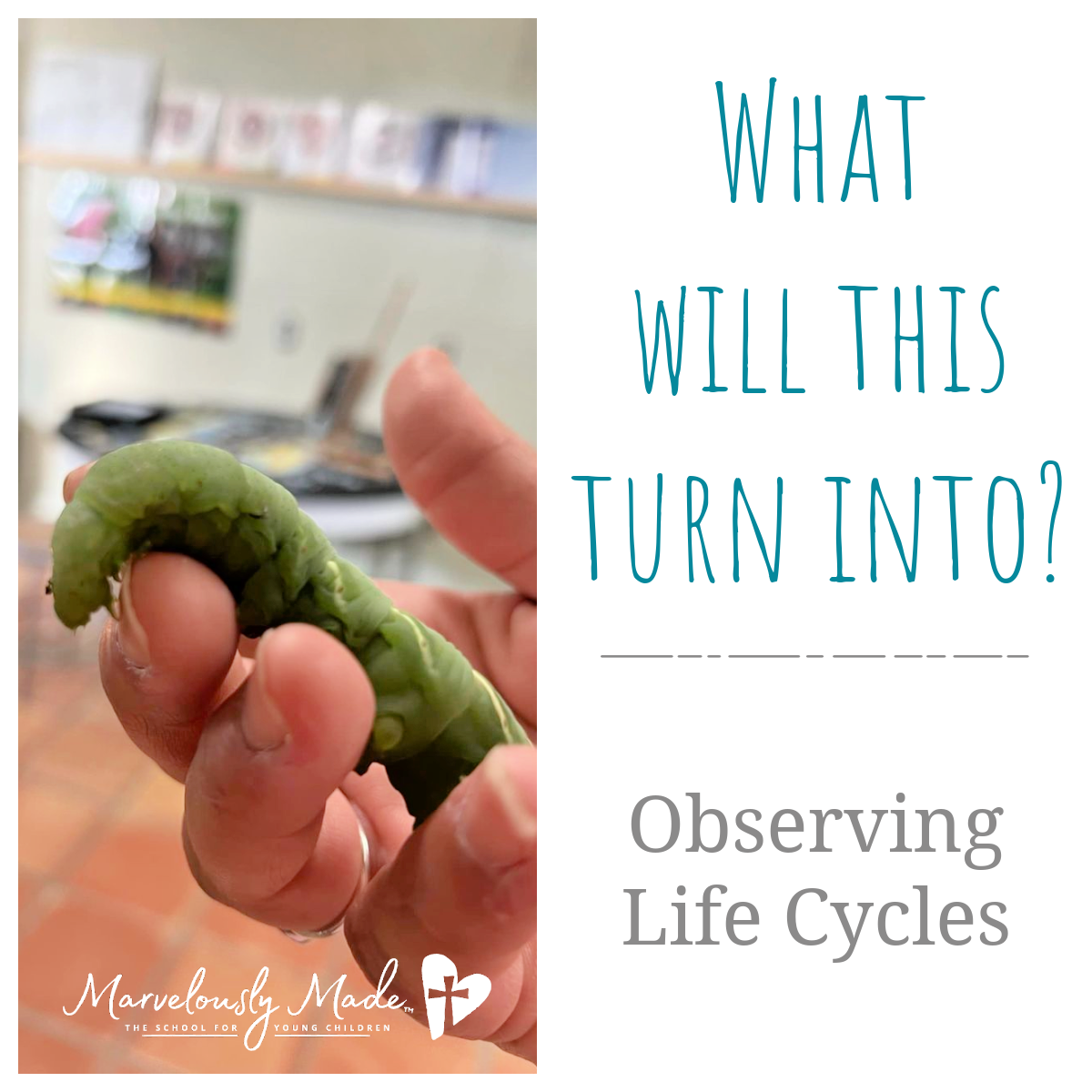 Observing Life Cycles: The Educational Benefits Of Campus Farm Animals Observing Life Cycles: The Educational Benefits Of Campus Farm Animals