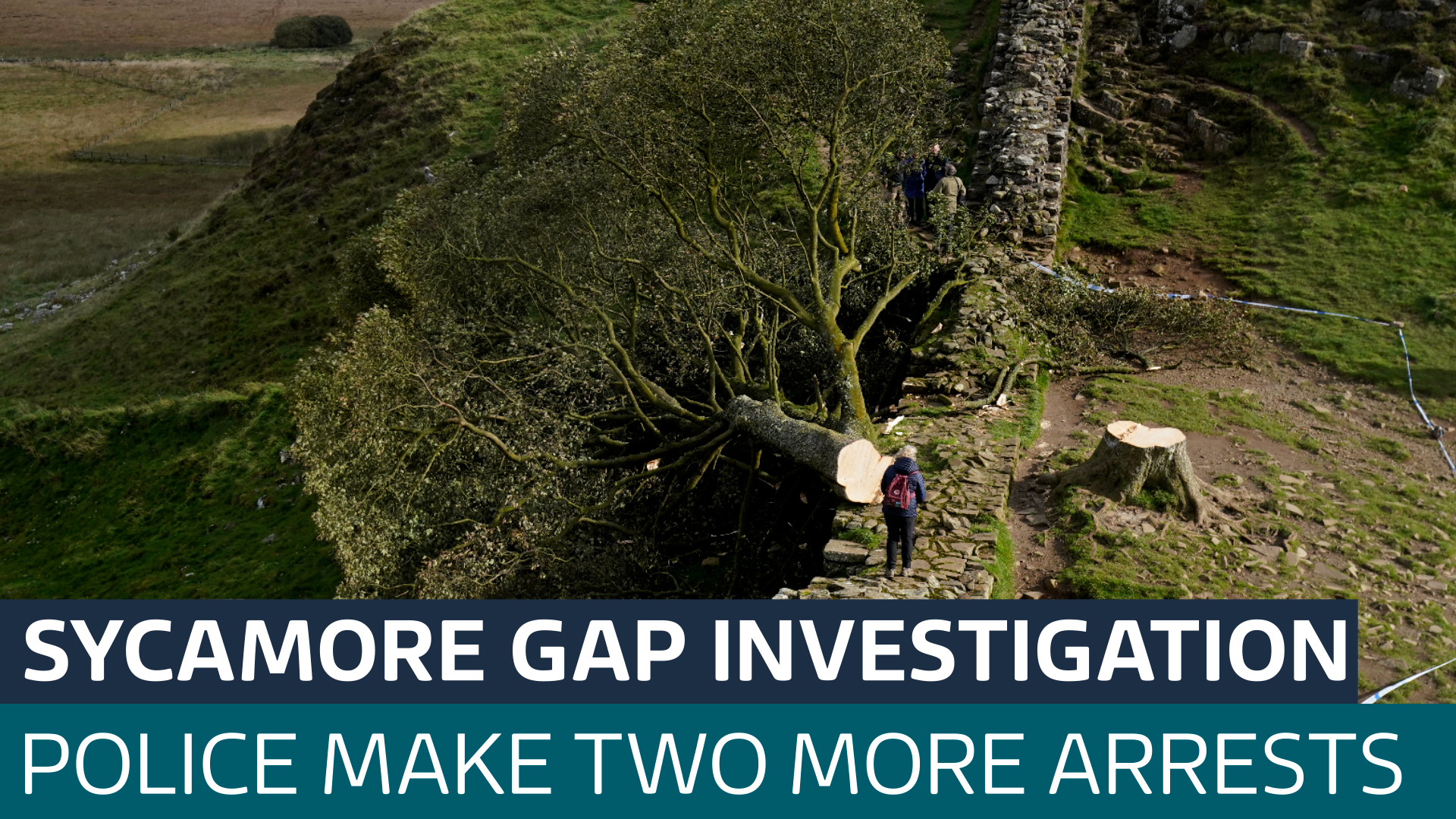 Pair Jailed For Destruction Of Iconic Sycamore Gap Tree Pair Jailed For Destruction Of Iconic Sycamore Gap Tree
