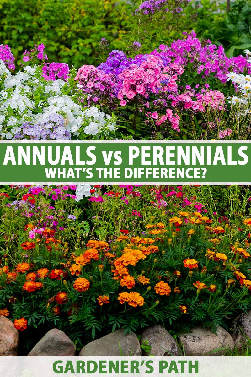 Perennials Vs. Annuals: A Guide To Selecting The Best Plants Perennials Vs. Annuals: A Guide To Selecting The Best Plants