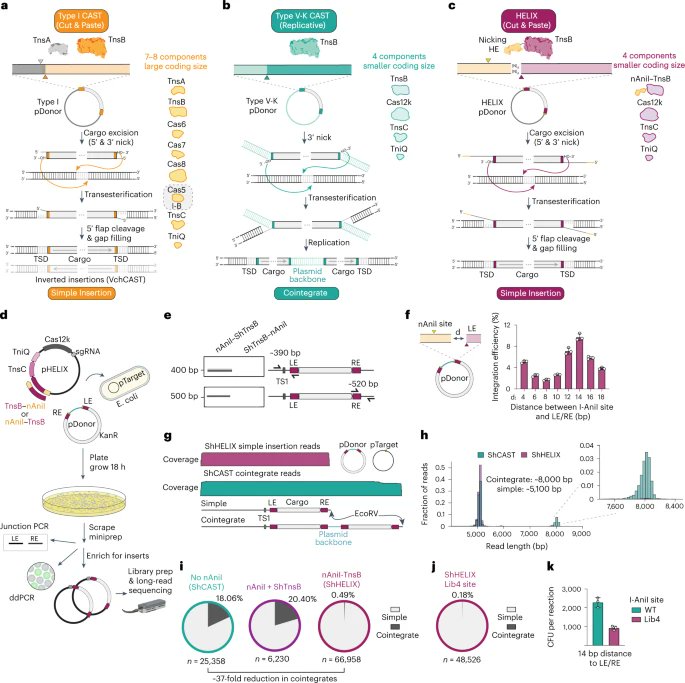 Powerful CRISPR: Precise Whole Gene Insertion Into Human DNA Powerful CRISPR: Precise Whole Gene Insertion Into Human DNA