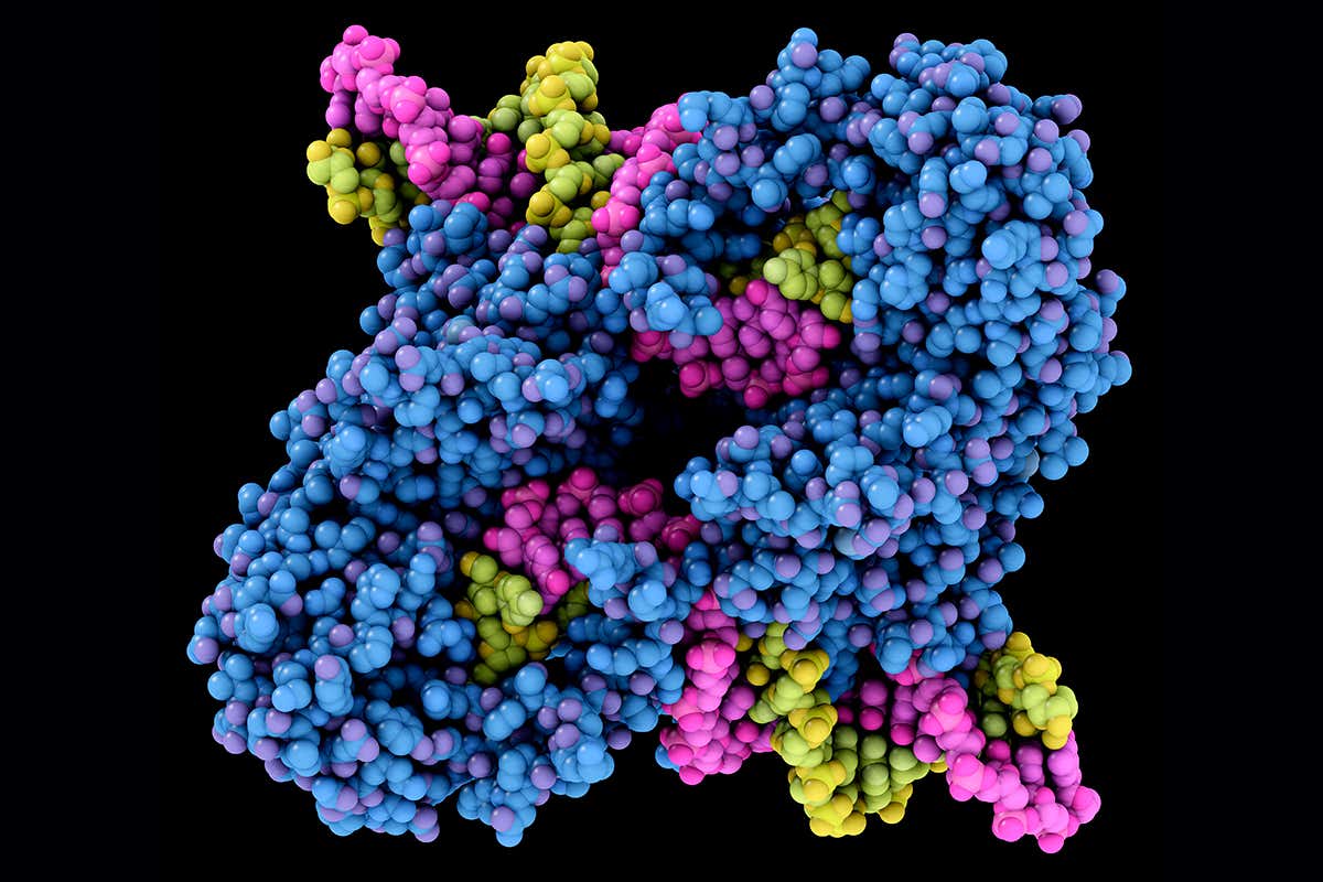 Powerful CRISPR System For Precise Whole-Gene Integration In Humans Powerful CRISPR System For Precise Whole-Gene Integration In Humans