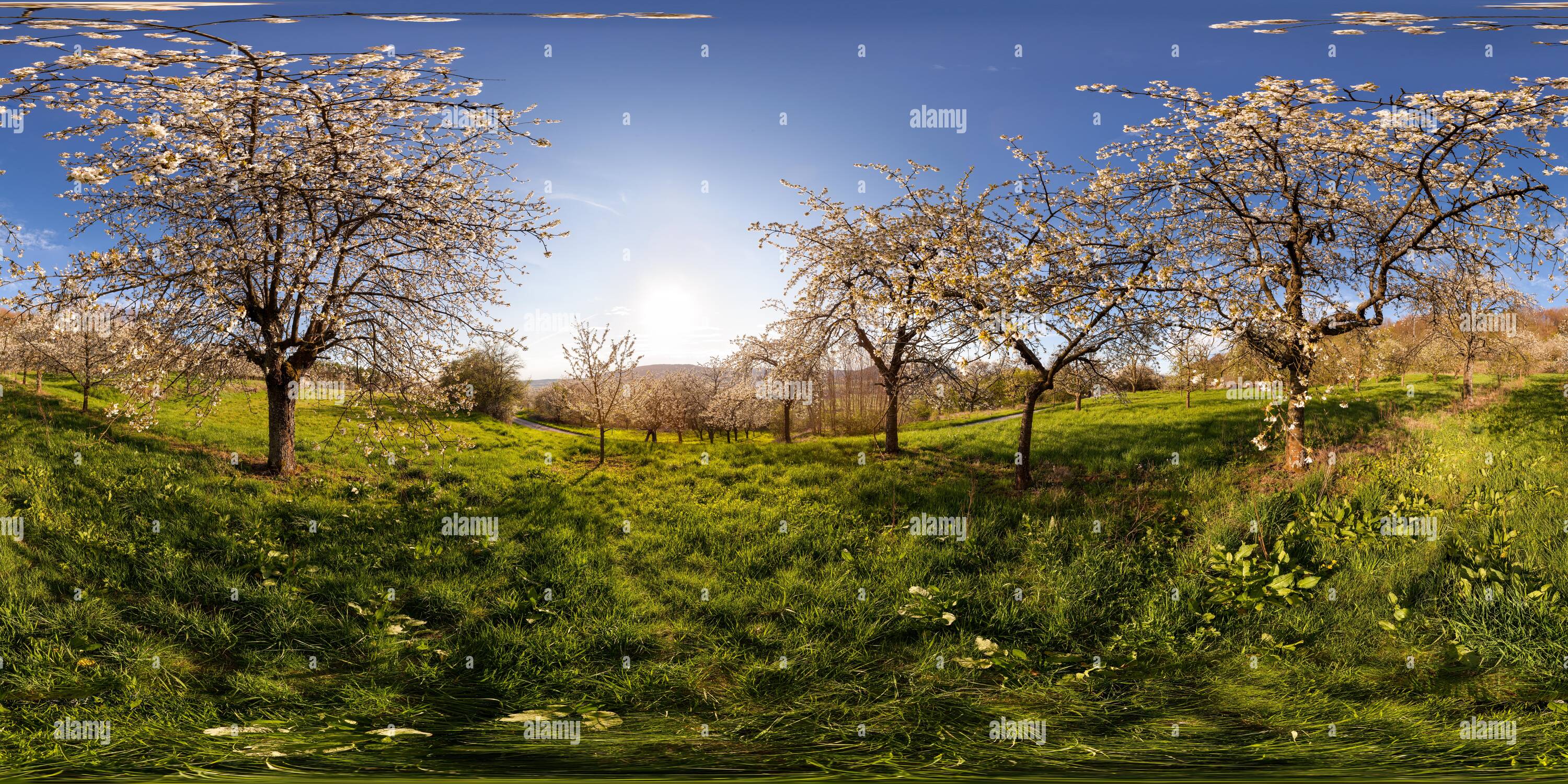 Pretzfeld: Kirschblüte In Der Fränkischen Schweiz – Bald Beginnt Die Blütenpracht Pretzfeld: Kirschblüte In Der Fränkischen Schweiz – Bald Beginnt Die Blütenpracht