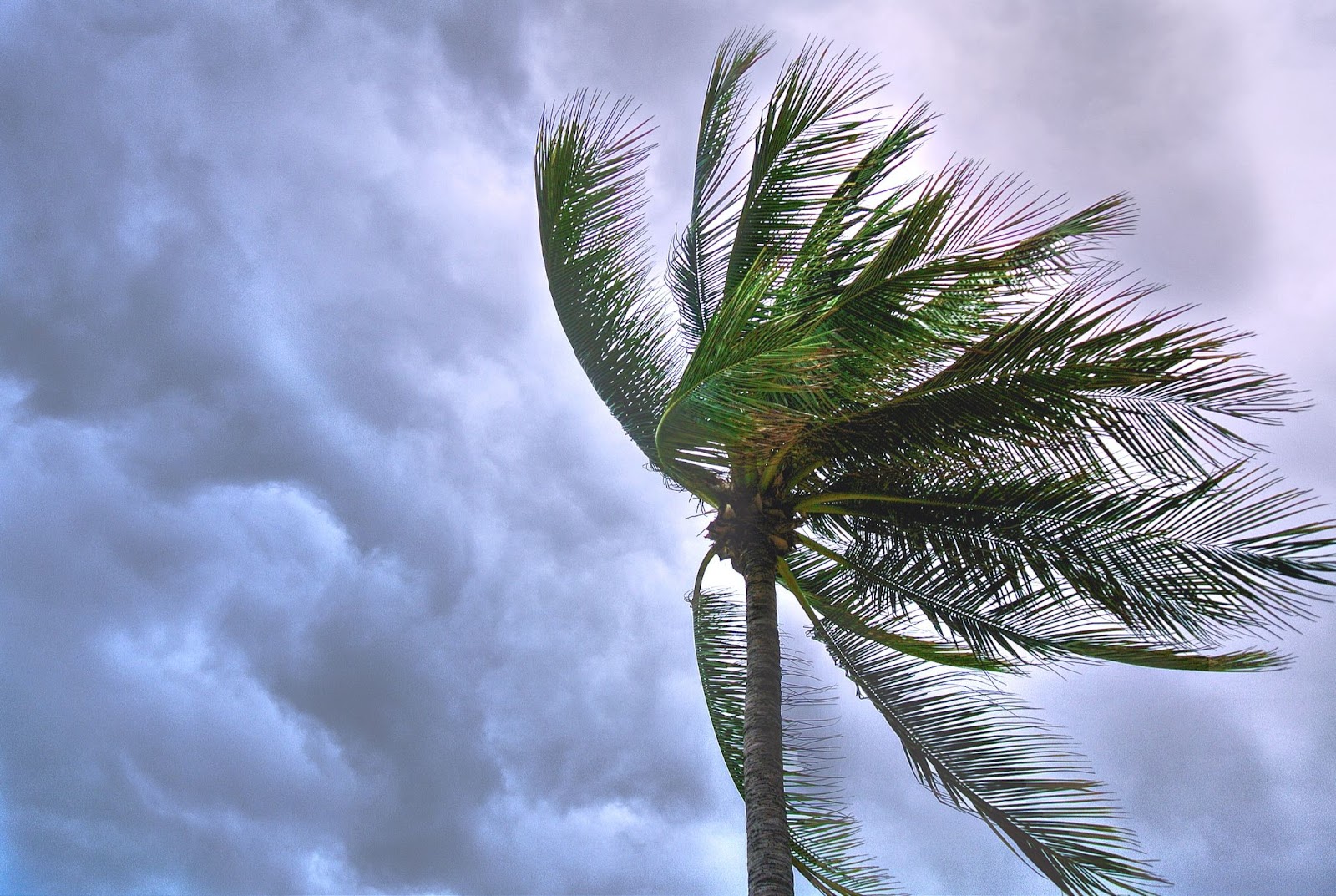 Protecting Your Property From Damaging Winds During Storms Protecting Your Property From Damaging Winds During Storms