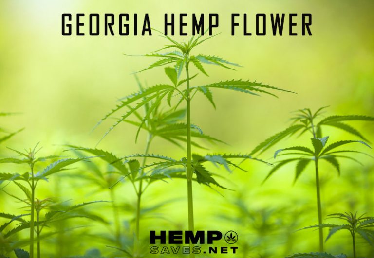 Recent Changes To Georgia Hemp Laws: What Consumers Need To Know Recent Changes To Georgia Hemp Laws: What Consumers Need To Know