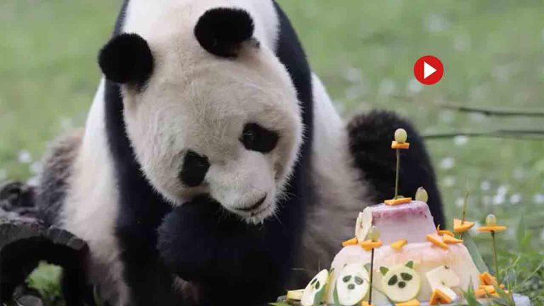Regalo Presidencial: Tres Toros Uruguayos Parten Hacia China Para Xi Regalo Presidencial: Tres Toros Uruguayos Parten Hacia China Para Xi