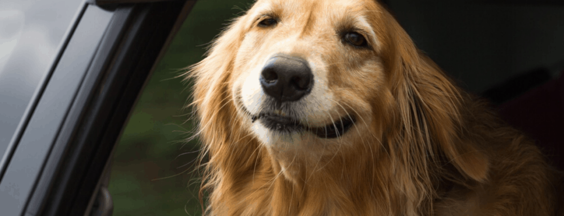 Reliable Pet Transportation: Uber Pet Launches In Delhi And Mumbai Reliable Pet Transportation: Uber Pet Launches In Delhi And Mumbai