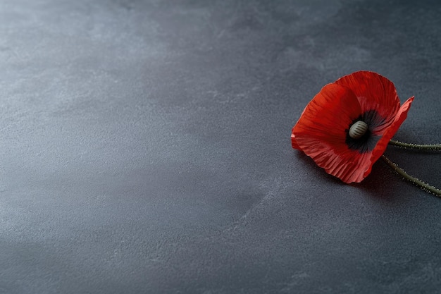 Remembering Poppy: A Heartfelt Tribute From Her Family Remembering Poppy: A Heartfelt Tribute From Her Family