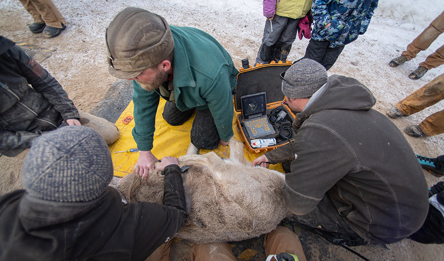 Revitalizing Otter Conservation In Wyoming Revitalizing Otter Conservation In Wyoming