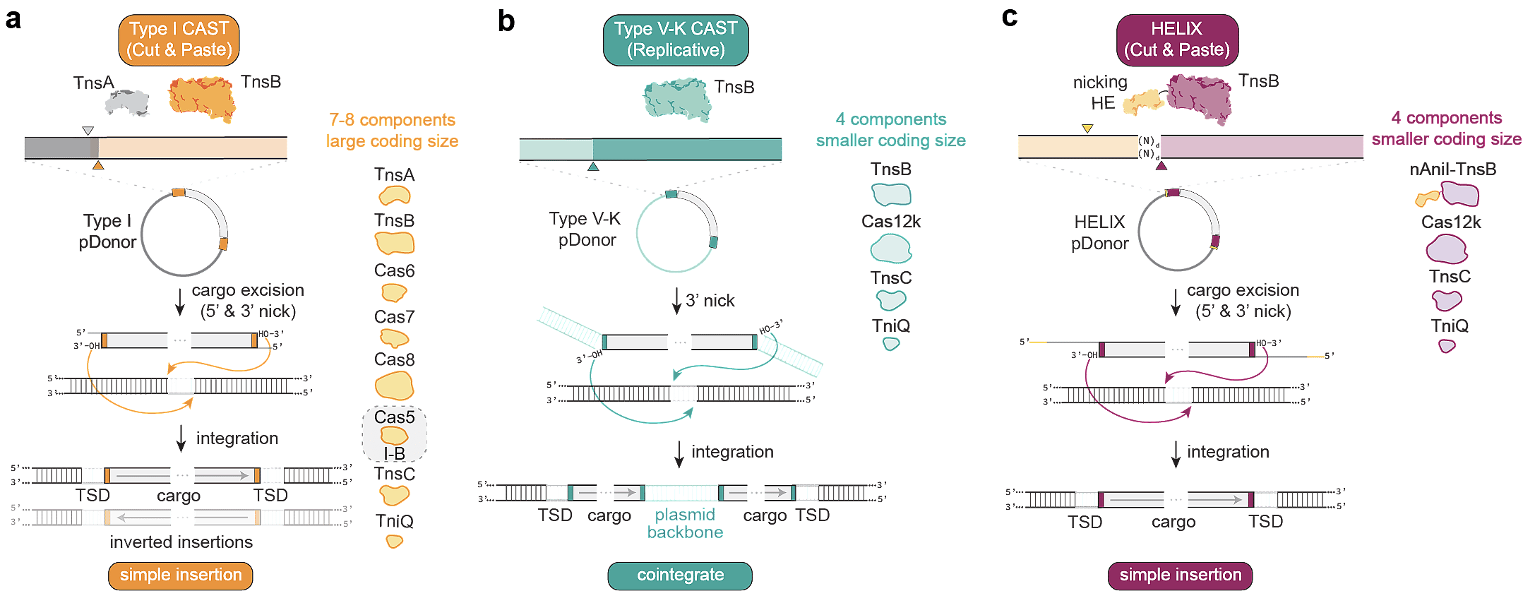 Revolutionizing Gene Editing: Precise Insertion Of Complete Genes