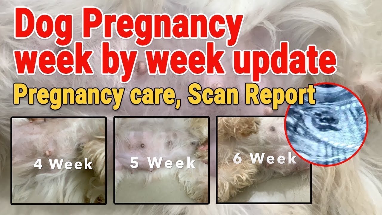 Rihanna's Third Pregnancy: A Look At Her Journey Rihanna's Third Pregnancy: A Look At Her Journey