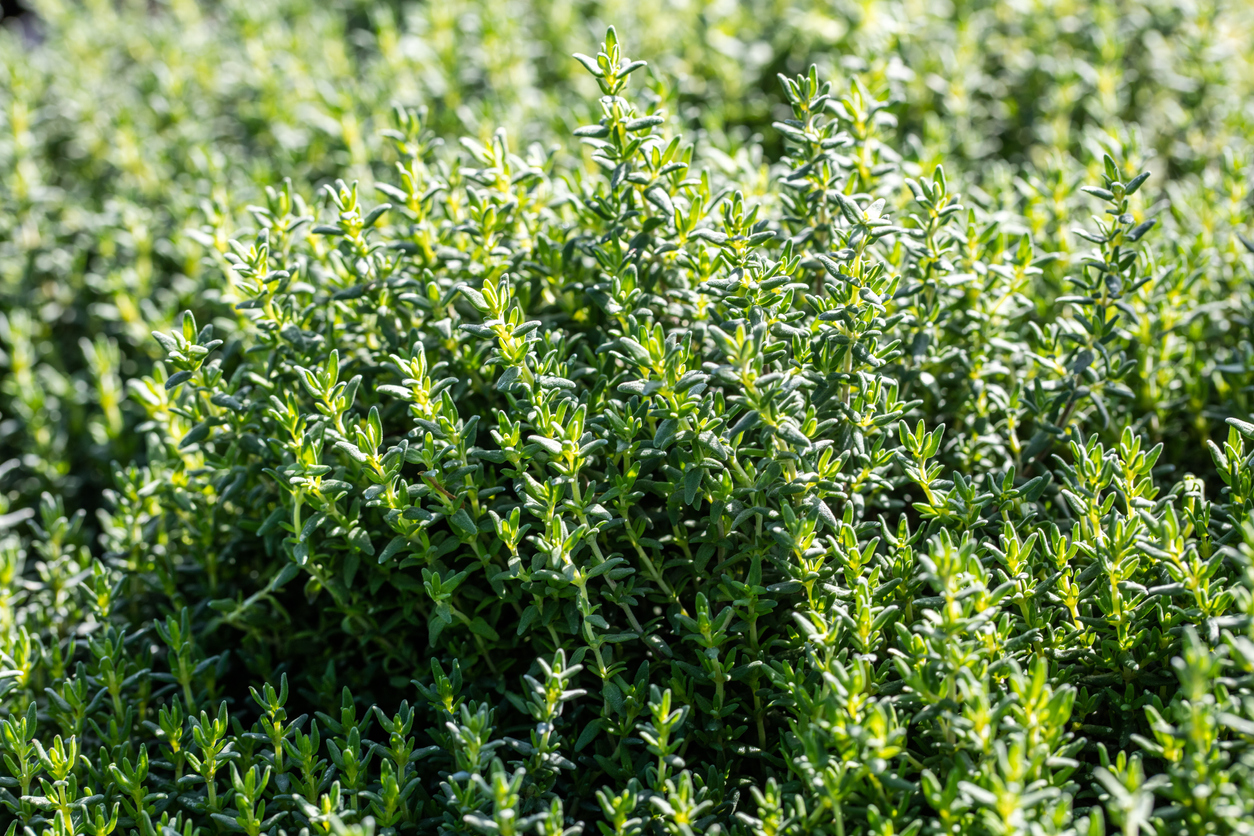 Rosemary & Thyme: A Culinary Herb Guide Rosemary & Thyme: A Culinary Herb Guide