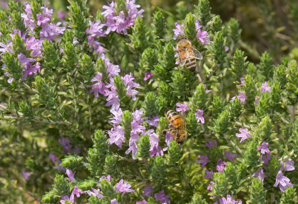 Rosemary & Thyme Essential Oils: Uses And Benefits Rosemary & Thyme Essential Oils: Uses And Benefits