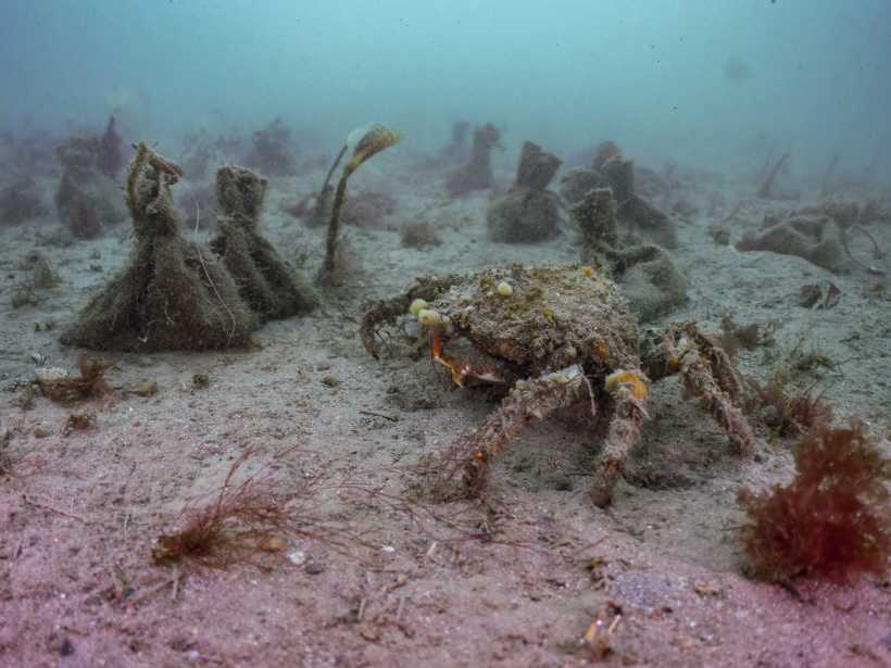 Scotland's Coastal Restoration: A Focus On Seagrass Planting Bids Scotland's Coastal Restoration: A Focus On Seagrass Planting Bids