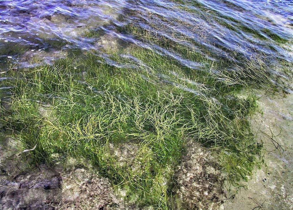 Scotland's Coastal Revival: The Importance Of Seagrass Planting Bids Scotland's Coastal Revival: The Importance Of Seagrass Planting Bids