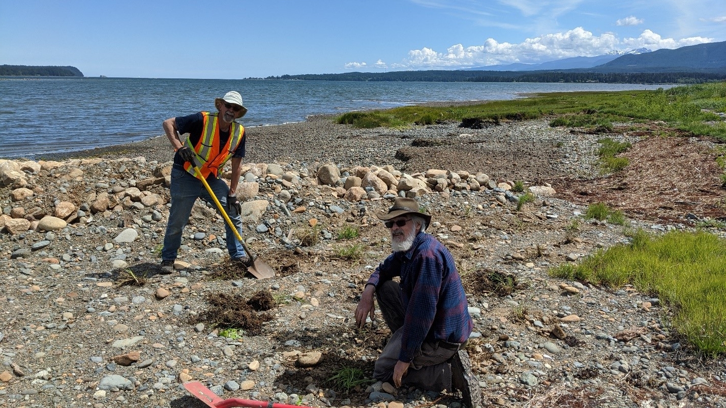 Scottish Coastline Restoration: Ambitious Seagrass Planting Projects Scottish Coastline Restoration: Ambitious Seagrass Planting Projects