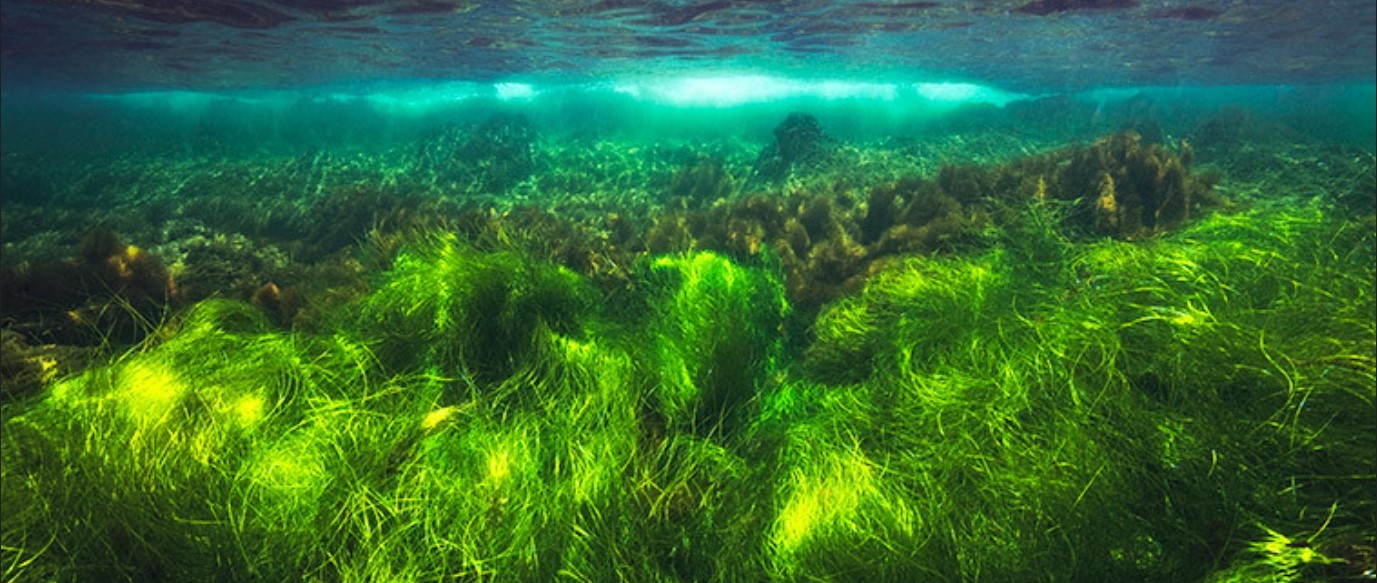 Seagrass Planting Bids: Scotland's Coastal Nature Restoration Efforts Seagrass Planting Bids: Scotland's Coastal Nature Restoration Efforts