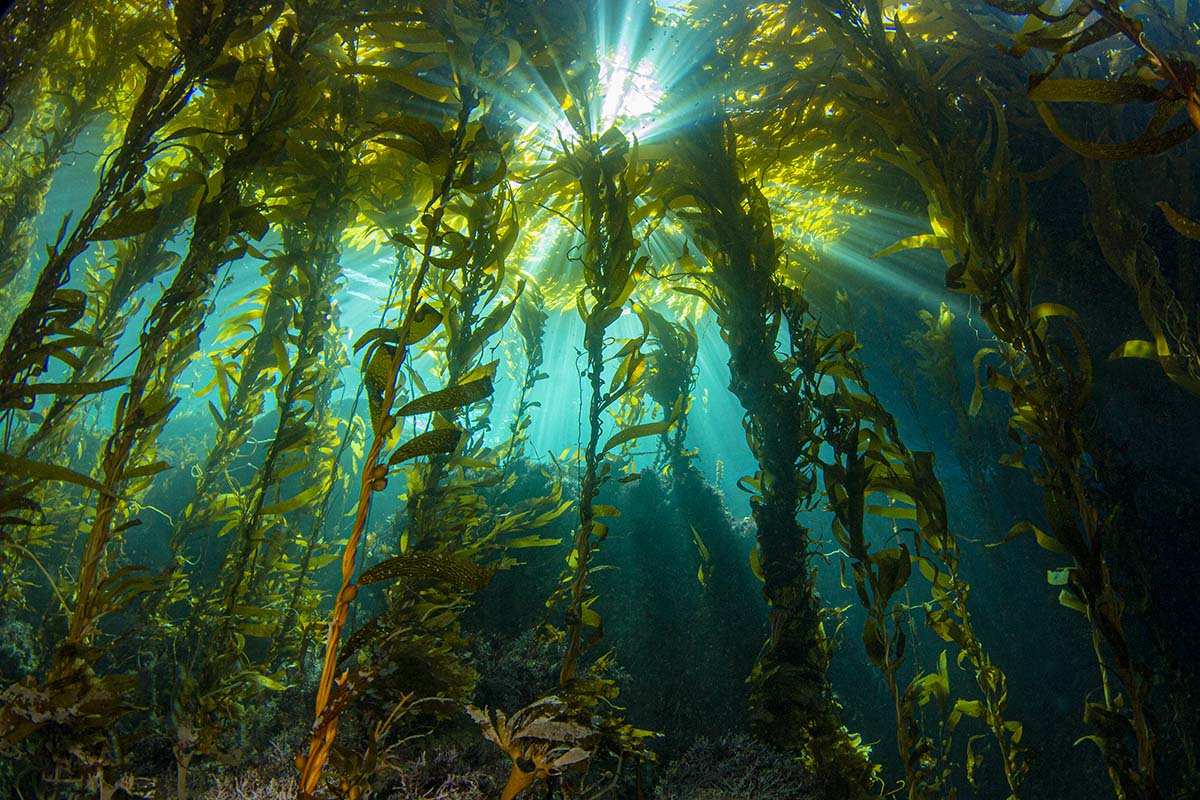 Seagrass Restoration: A Bid To Renew Scotland's Coastal Ecosystems Seagrass Restoration: A Bid To Renew Scotland's Coastal Ecosystems