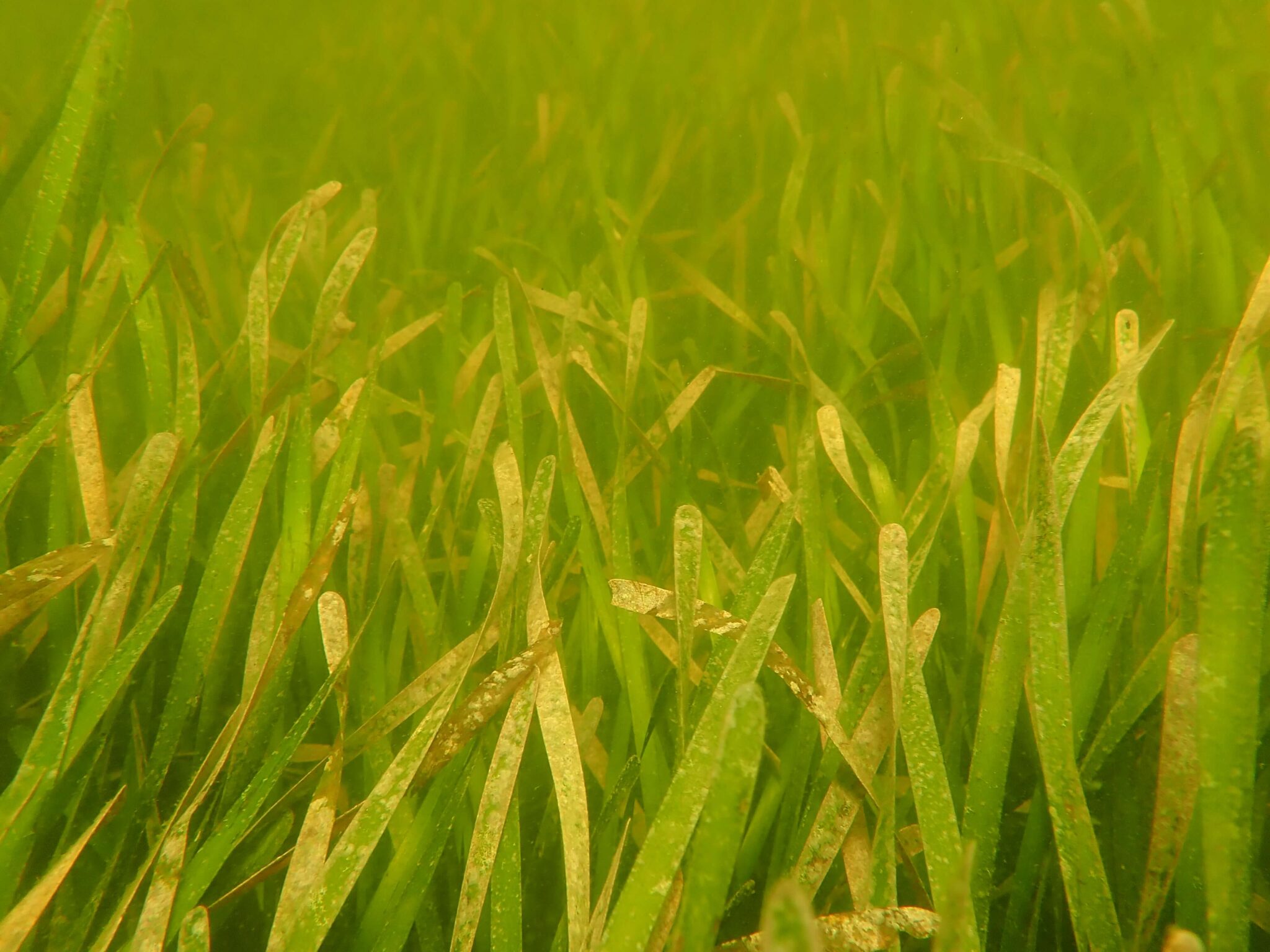 Seagrass Restoration: A New Initiative For Scotland's Coast Seagrass Restoration: A New Initiative For Scotland's Coast