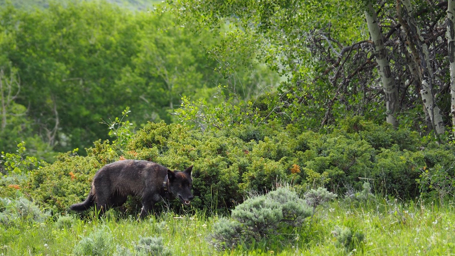Second Reintroduced Colorado Gray Wolf Found Dead In Wyoming Second Reintroduced Colorado Gray Wolf Found Dead In Wyoming