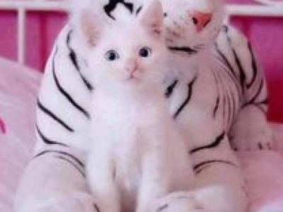 Social Media Frenzy: Kashmir Cat Owners React To Viral Videos Social Media Frenzy: Kashmir Cat Owners React To Viral Videos