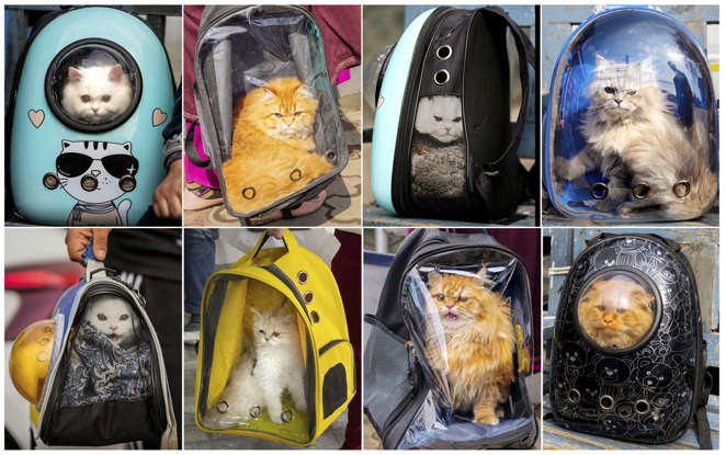Social Media Frenzy: Kashmir's Cat Owners On High Alert Social Media Frenzy: Kashmir's Cat Owners On High Alert
