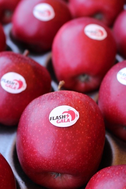 South Africa's Apple Exports Surpass New Zealand's South Africa's Apple Exports Surpass New Zealand's