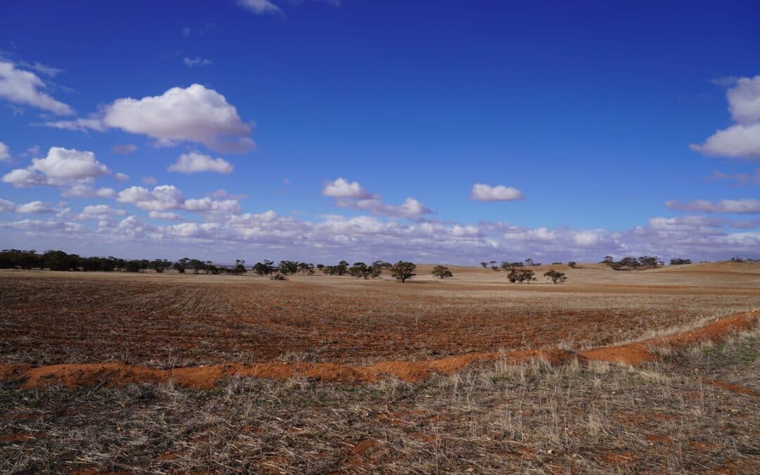 South Australian Farmers Face Double Jeopardy: Drought And Overgrazing By Kangaroos South Australian Farmers Face Double Jeopardy: Drought And Overgrazing By Kangaroos