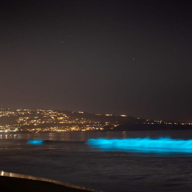 Southern California Bioluminescent Waves: Peak Viewing In Spring And Fall Southern California Bioluminescent Waves: Peak Viewing In Spring And Fall