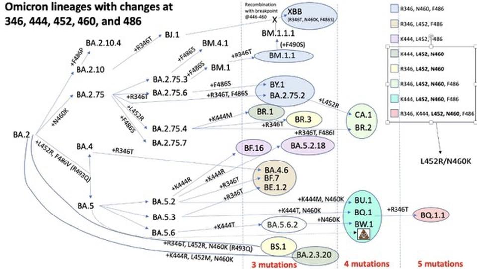 Staying Informed: The Latest On The COVID-19 LP.8.1 Variant Staying Informed: The Latest On The COVID-19 LP.8.1 Variant