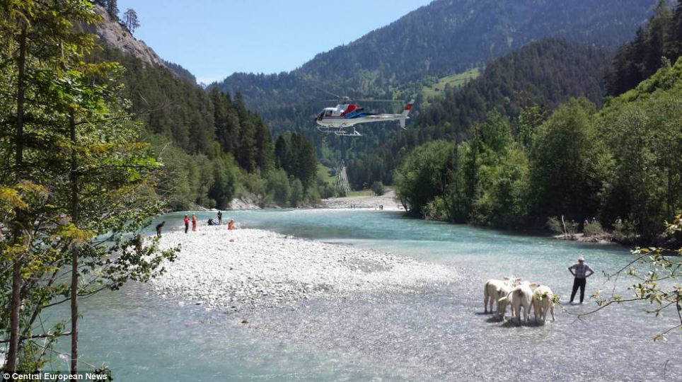 Swiss Village Evacuation: 96 Cows Airlifted To Safety Swiss Village Evacuation: 96 Cows Airlifted To Safety