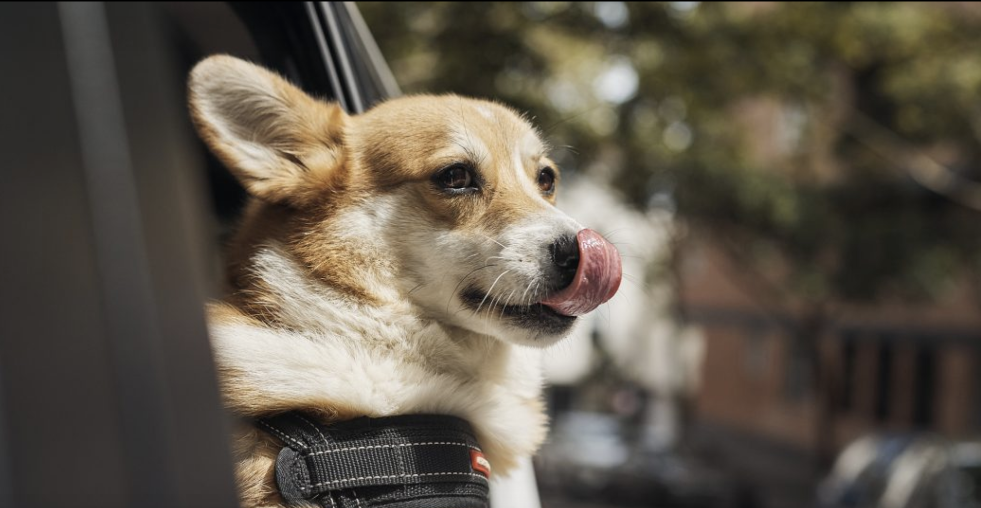 Taking Your Pet On An Uber In Mumbai: A Step-by-Step Guide Taking Your Pet On An Uber In Mumbai: A Step-by-Step Guide