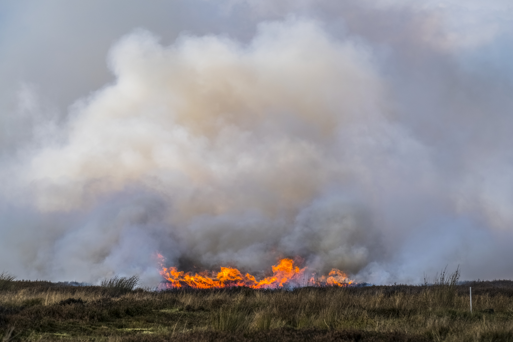 The Devastating Effect Of Wildfires On Rare UK Wildlife The Devastating Effect Of Wildfires On Rare UK Wildlife