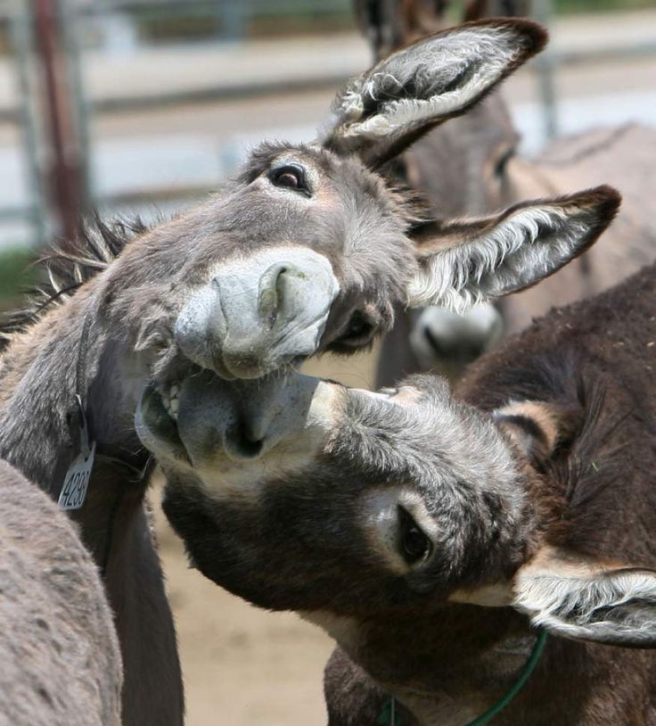The Donkey Roundup: Rocking Southern California Communities The Donkey Roundup: Rocking Southern California Communities