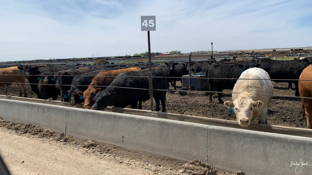The Economic Impact Of Flooding On Livestock Production The Economic Impact Of Flooding On Livestock Production