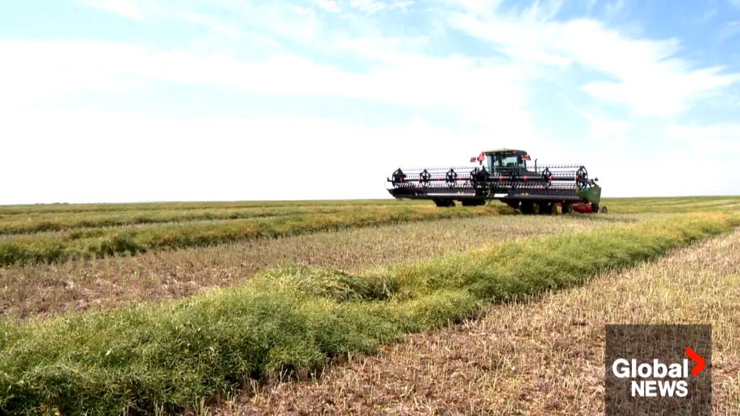 The Impact Of China-Canada Relations On The Global Canola Market The Impact Of China-Canada Relations On The Global Canola Market