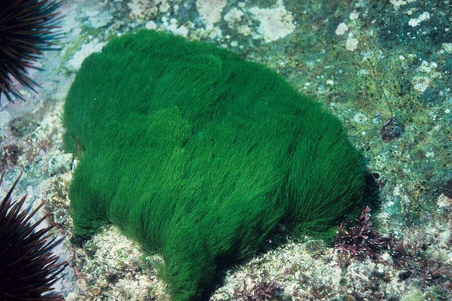 The Killer Seaweed Threatening Australia's Marine Life The Killer Seaweed Threatening Australia's Marine Life